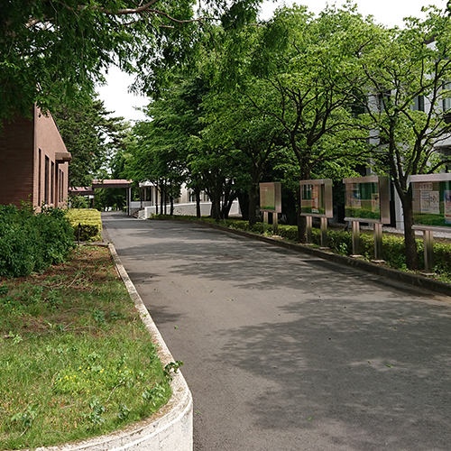 サロンへ向かう道