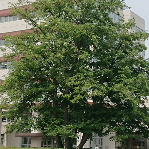 大学正門ロータリー