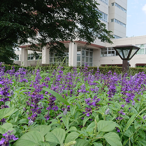 大学ロータリー：ラベンダー